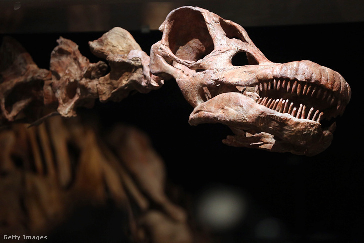 Az egyik legnagyobb dinoszaurusz csontvázának másolata az Amerikai Természettudományi Múzeumban