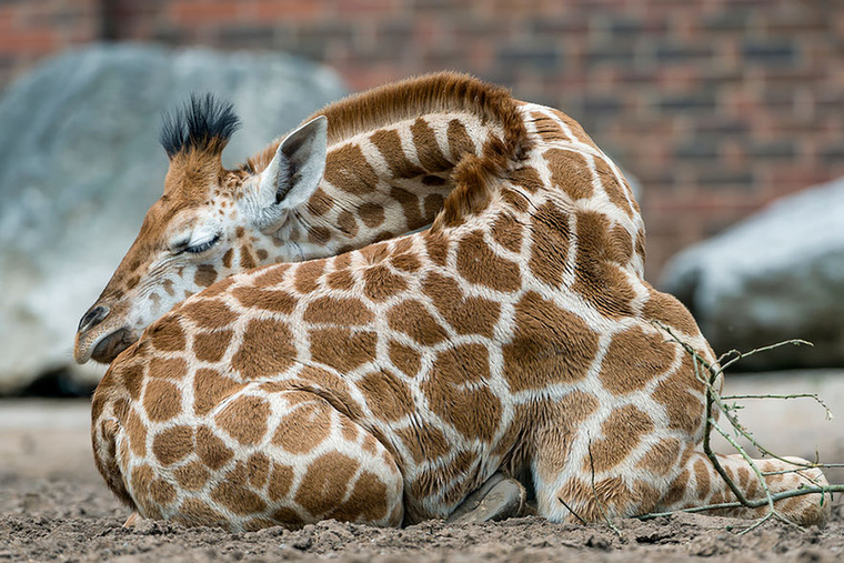 Gondolkozott már azon, hogy a zsiráfok mégis mit csinálnak azzal a hosszú nyakukkal, mondjuk alvás közben?
