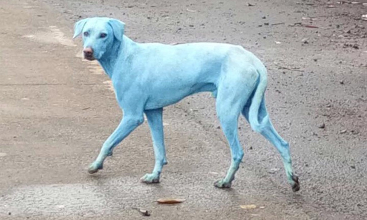 Blue-dogs-in-Navi-Mumbai-1020x610