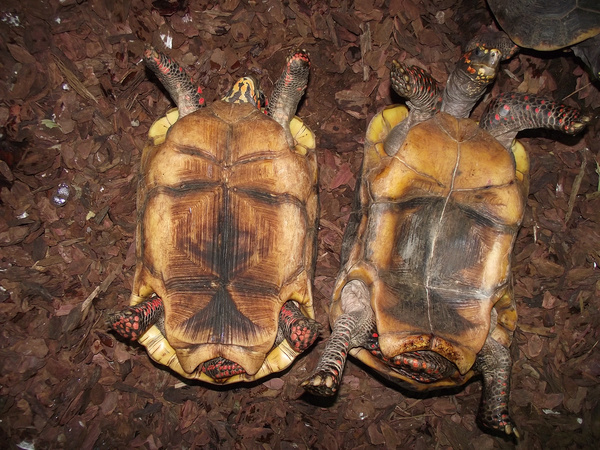Szenes teknősök: balra a nőstény, jobbra a hím