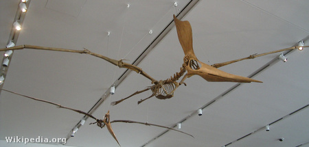 Pteranodon sternbergi - Royal Ontario Museum (Fotó: Saku Takakusaki/Wikipedia)