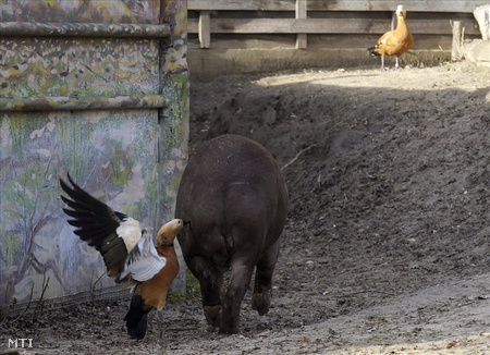 A gúnár halált megvető bátorsággal csípi tomporon a megzavarodott tapírt (fotó: Kovács Attila / MTI)