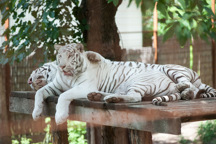 Hasonló a fehér bengáli tigris is, ami szintén a világ egyik legritkább állata. „A fehér tigrisből a világon kb
