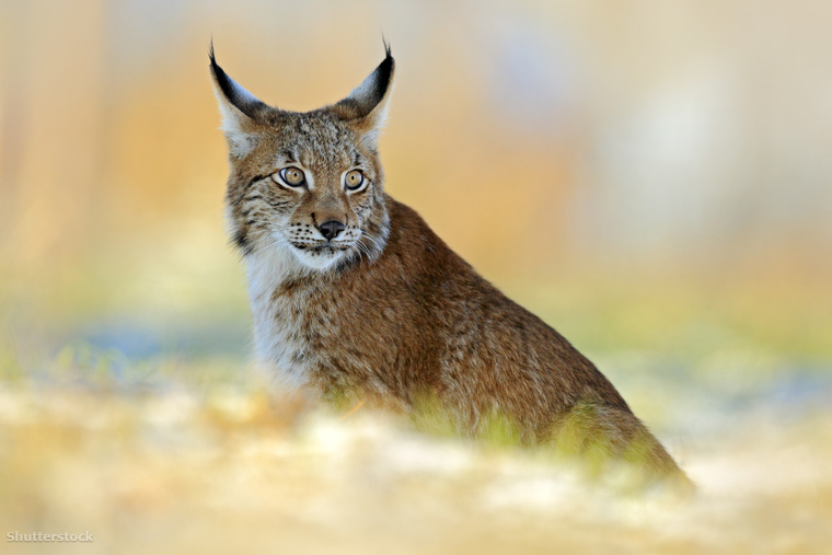 Az eurázsiai hiúz (Lynx lynx) Magyarországon fokozottan védett, egy példány eszmei értéke félmillió forint