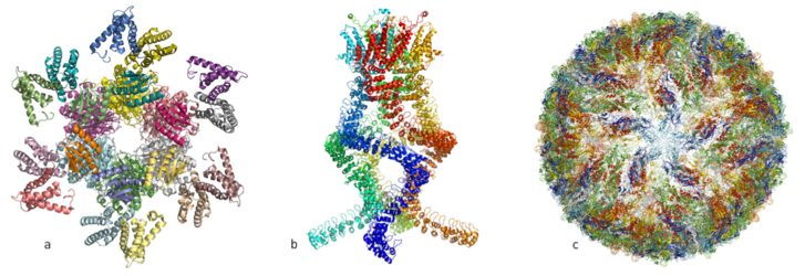 Három példa a friss molekula-modellekre: a. a cirkadián ritmust szabályozó fehérjekomplexum struktúrája b. a hallásunk működésért felelős nyomásérzékeny fehérjék szerkezete c. a Zika-vírus szerkezete