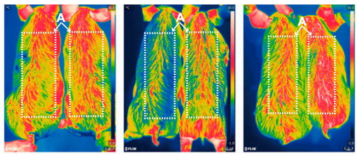 Infravörös kamerás felvételek a hidegnek kitett malacokról. Az egyes képeken jobbra látható a GMO sertés, az első képen a hűtés kezdetén megfigyelt, középen két órával későbbi, jobb szélen négy órával későbbi állapot látható.