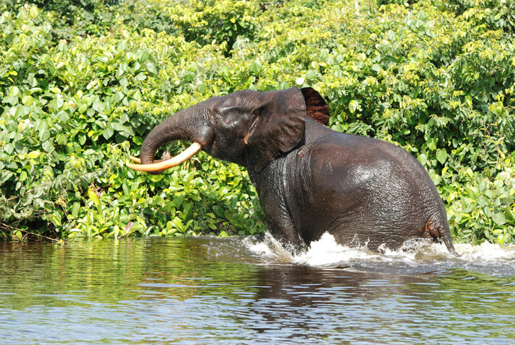 Erdei elefánt a gaboni Loango nemzeti parkban