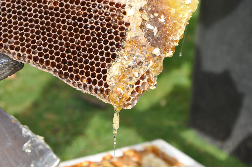 Milyen méz hasznos a prosztatitishez