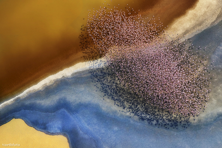 Phillip Changtől egyetlen képet válogattunk be: ezen a 61 éves fotóművész azt örökítette meg Tanzániában, hogy fest egy repülő flamingócsapat
