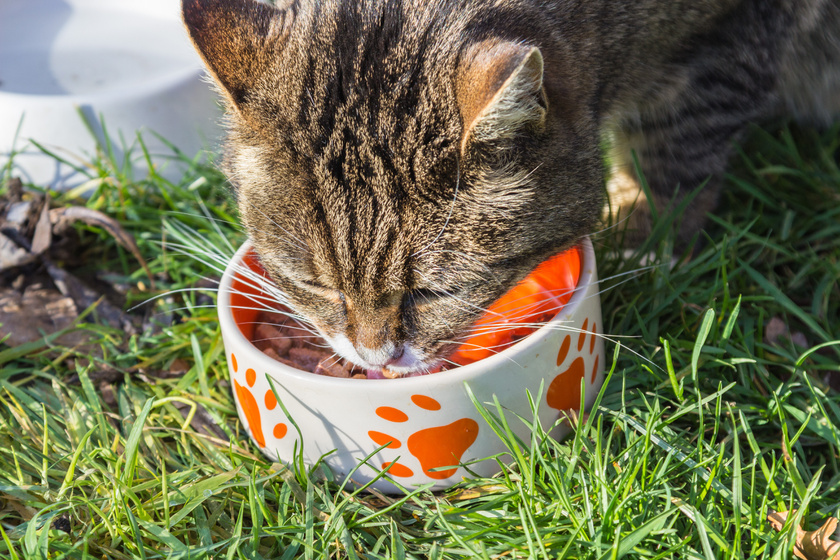 cica eszik a tányérból