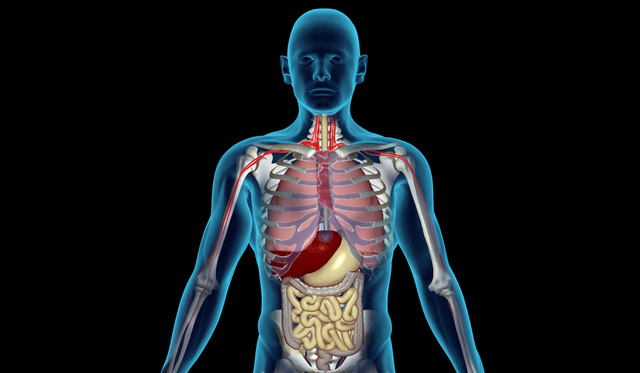 szív anatómiai kvíz interaktív egészség
