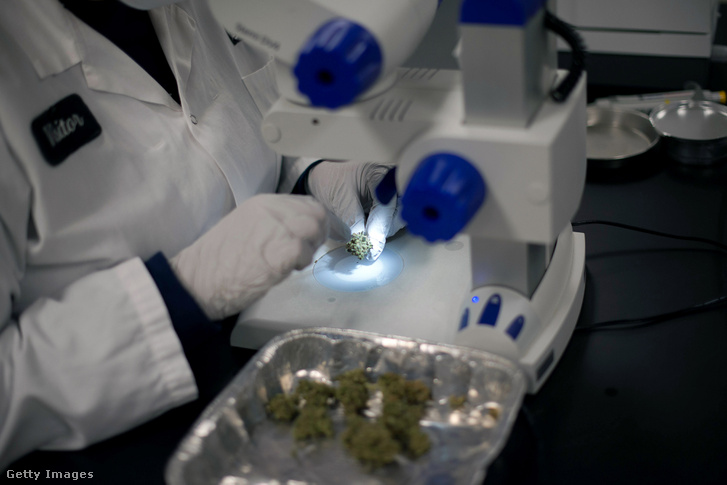 Kannabiszt vizsgálnak egy kanadai laborban 2015 novemberében