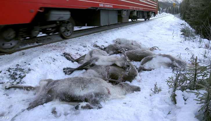 Ezek az állatok november 25-én pusztultak el.