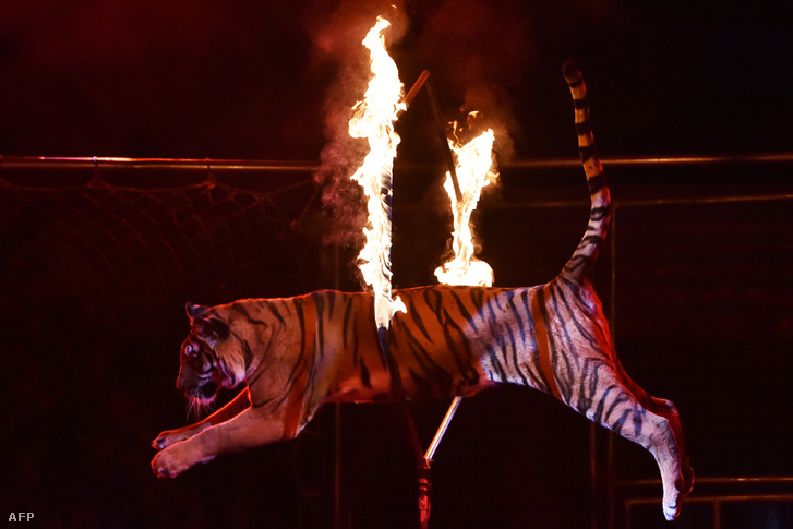 Tűzkarikán átugró tigris az Ukrán nemzeti Cirkuszban 2016 szeptemberében