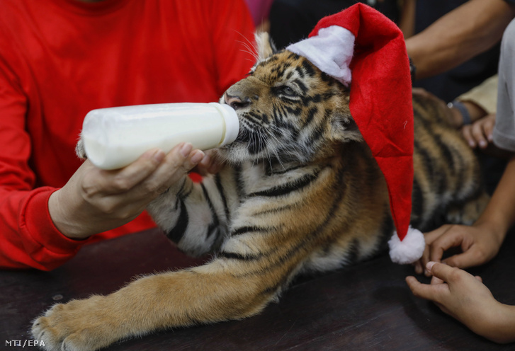 Mikulás-sapkás tigriskölyköt itat tejjel egy gondozó a Malabon Állatkert gyermekek számára tartott karácsonyi rendezvényén a Fülöp-szigeteki főváros, Manila Malabon nevű elővárosában 2017. december 21-én.