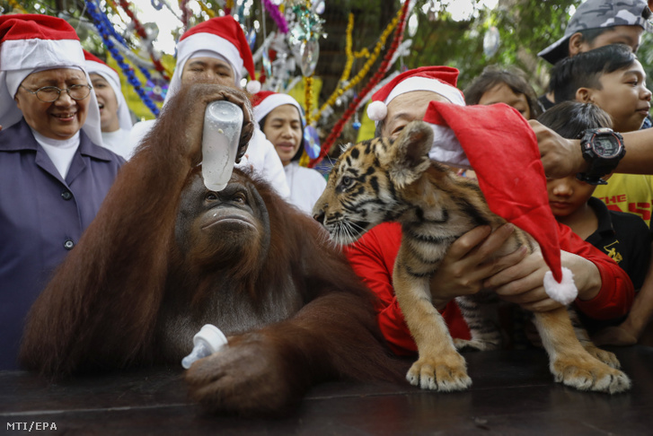 Pacquiao az orangután nézi Len Len, a tigriskölyök üres cumisüvegét.