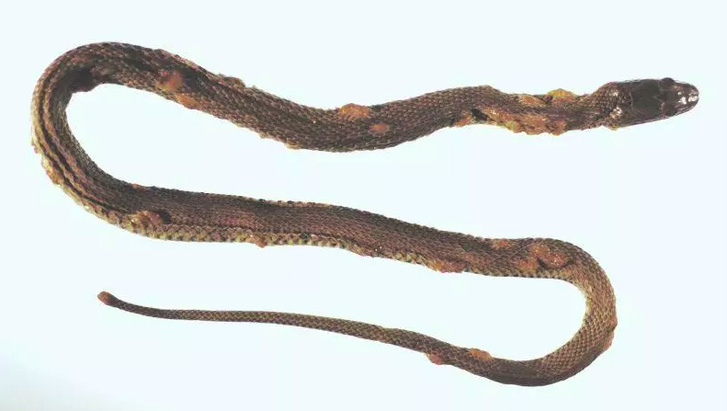 Egy fertőzött kígyó bőre