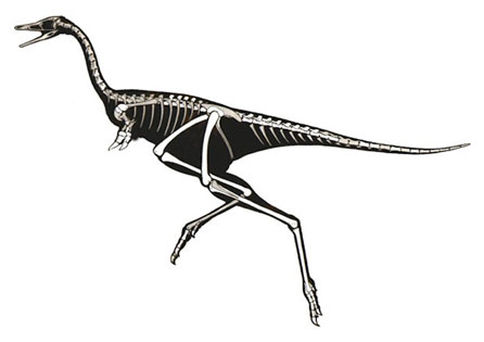 A Linhenykus monodactylus csontvázának rekonstrukciója (Kép: National Pictures)