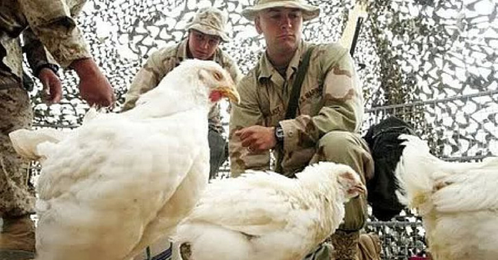 Gulf-War-Chickens