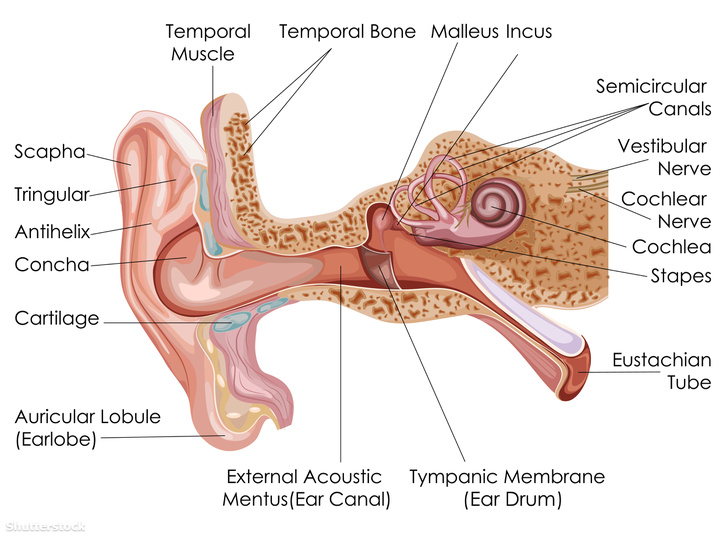 Balra alul a fülcimpa (lobulus auriculae)