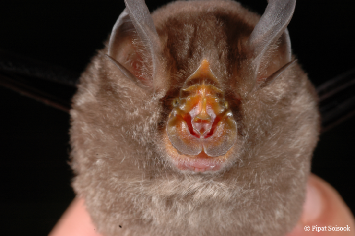 Rhinolophus monticolus