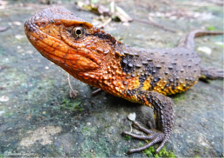 Shinisaurus crocodilurus vietnamensis