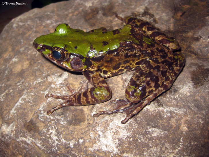 Odorrana mutschmanni