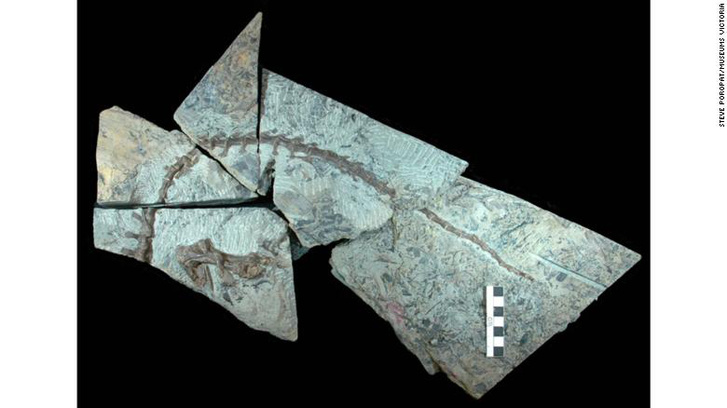 180110201353-02-new-dinosaur-discovered-in-australia-trnd-exlarg