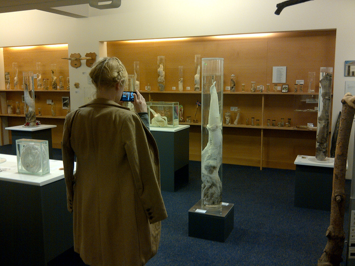forrás: Iceland Phallological Museum