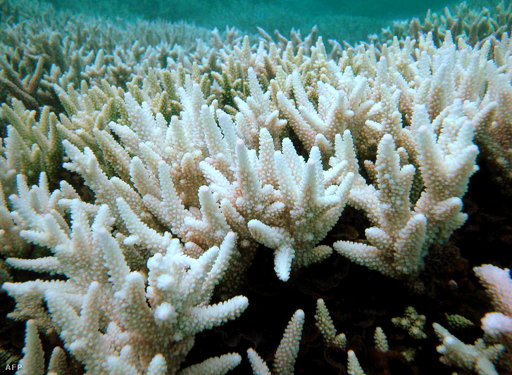 Kifehéredett korallok
