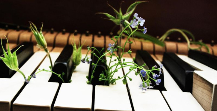 28047-f9d42d-music-and-plants-5