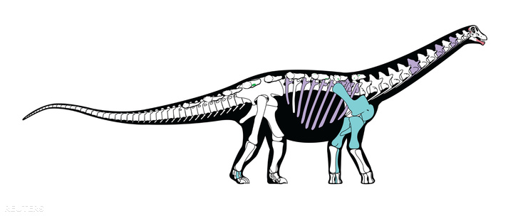 A Mansourasaurus shahinae csontvázának rekonstrukciós képe