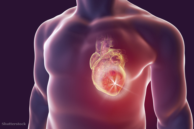 betegség egészség szív táplálkozás szív és szív- és érrendszer egészsége