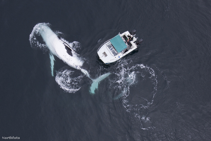 tk3s sn whale boat 1
