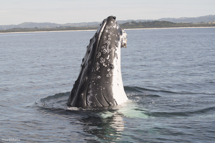 tk3s sn whale boat 14