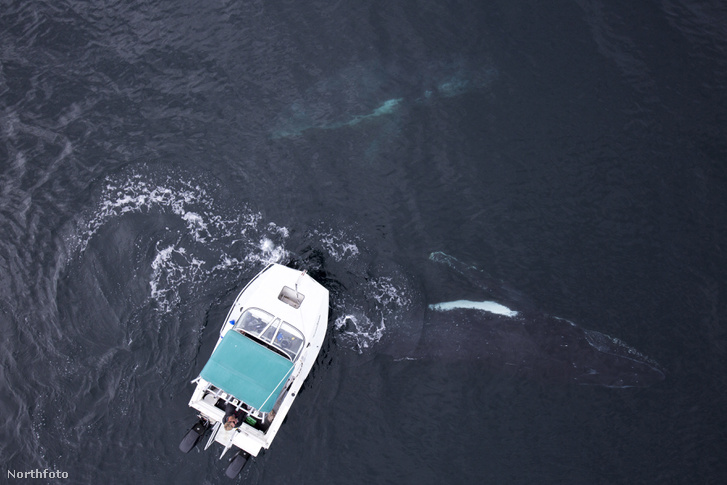 tk3s sn whale boat 6