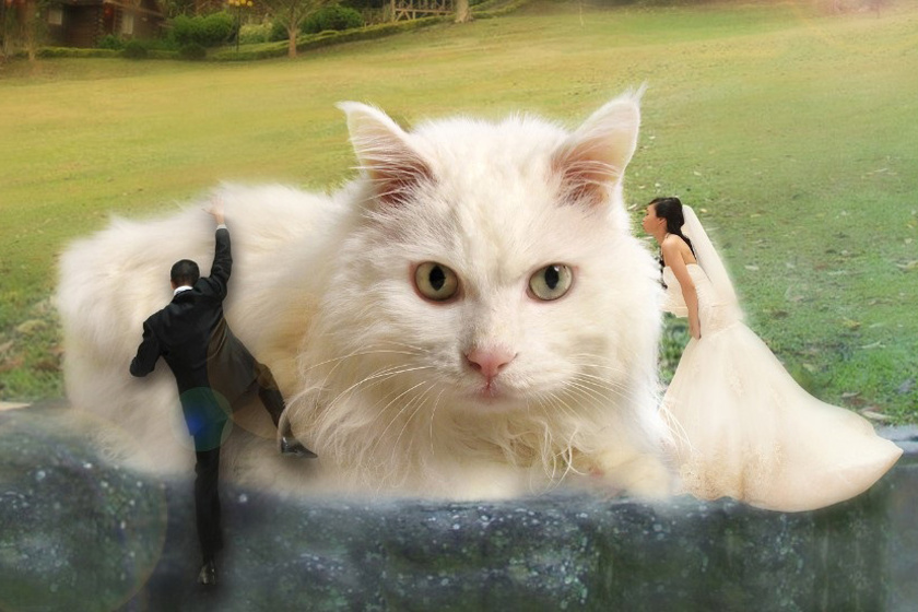 Egy félig tócsában fekvő, hatalmas cicára együtt felmászni biztosan nagyon romantikus lehet.