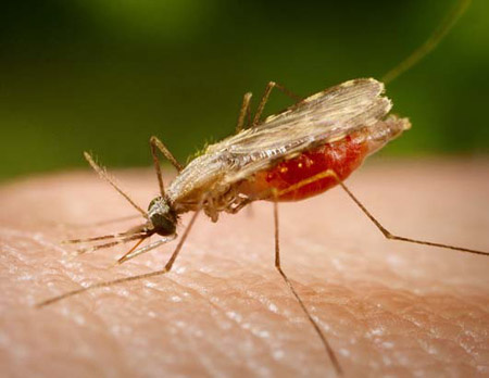 A malária fő terjesztője, az Anopheles szúnyog nősténye