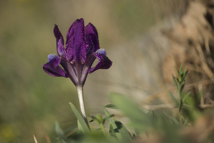 Az apró nőszirom - Iris pumila - a Kisalföld, a Mátra és a Keszthelyi-fennsík ékszere márciustól, mely sötétlila vagy halványsárga virágokat hoz öt-tíz centiméter magas szárán. Eszmei értéke ötezer forint.