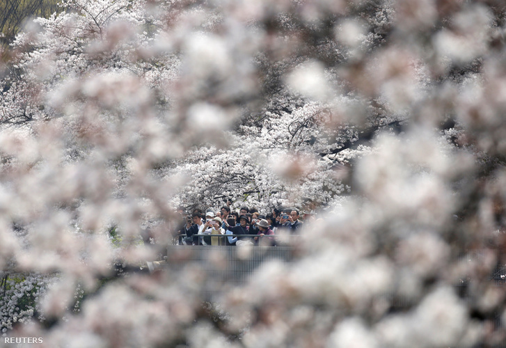 A Csidorigafucsi Park az egyik legjobb hely Tokióban a virágnézésre és -fényképezésre