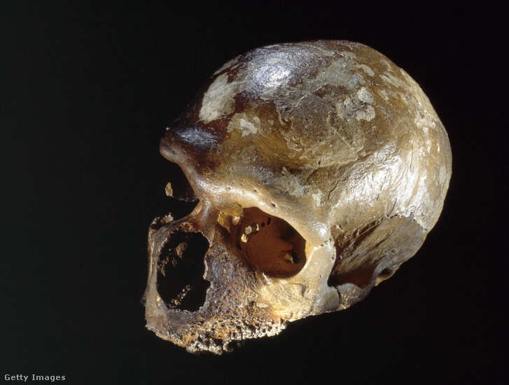 Neandervölgyi koponya