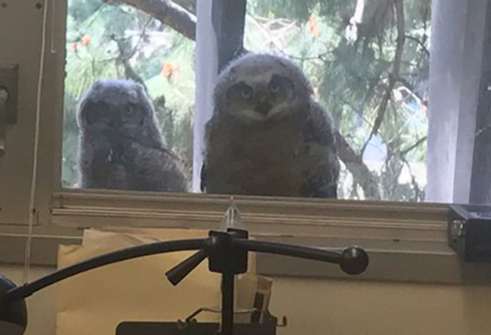 staring-owls-outside-office-windows-michael-lens-15