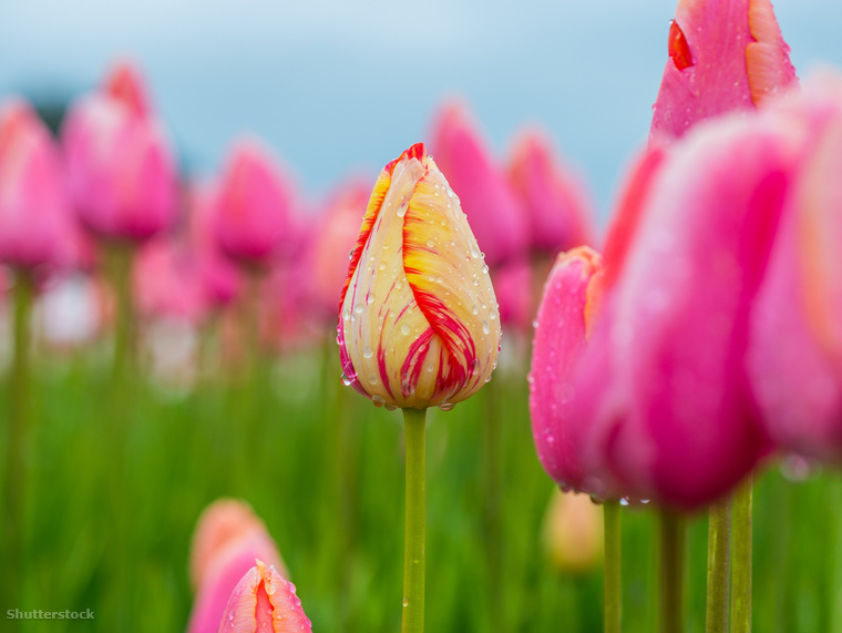 Piknikezhetsz, vásárolhatsz tulipánhagymákat vagy részt vehetsz borkóstolón a közeli szőlőültetvényeken.&nbsp;