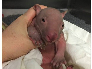 Gratulált egy barátnője újszülött babájához, kár, hogy a képen egy vombat volt