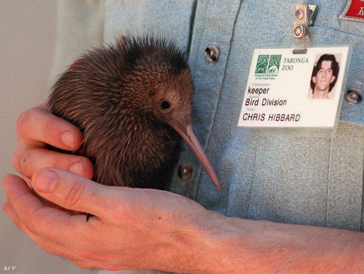 Háromhetes kivifióka egy a kivik megmentéséért küzdő ausztrál ornitológus kezében