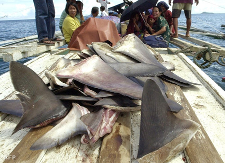 Fülöp-szigeteki halászok cápauszonyzsákmánnyal