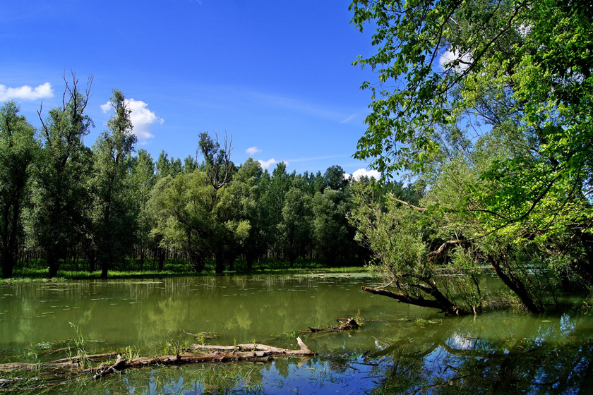Az erdő a Sió, a Sárvíz és a Duna találkozásánál alakult ki. A folyók állandó bőséget biztosítanak az itt élő állatok és növények számára.