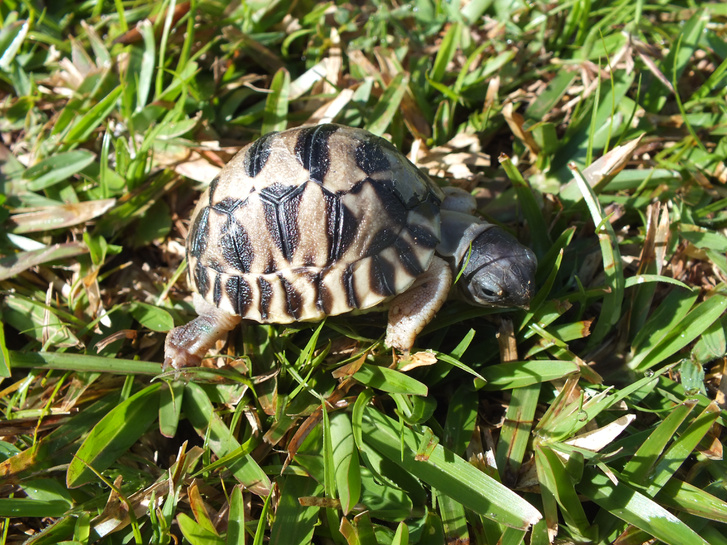 Hét napos sugaras teknős (Képünk illusztráció)