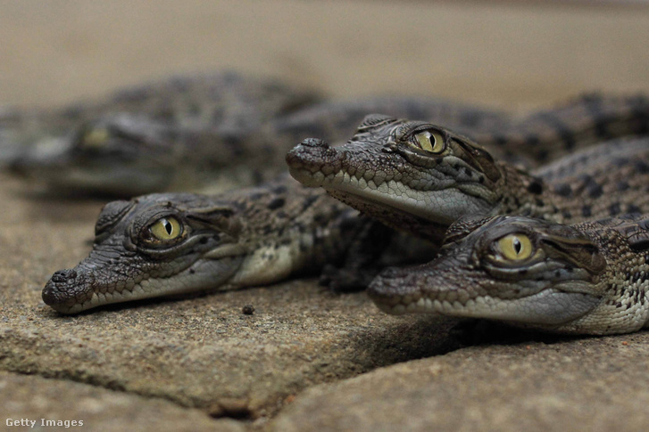 GettyImages-459528014