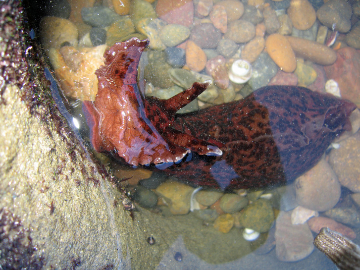 Kaliforniai tengeri nyúl